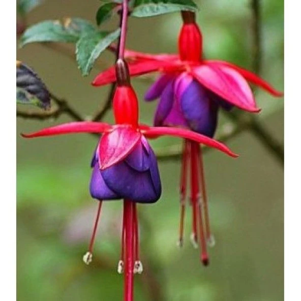 KÜPE ÇİÇEĞİ TOHUMU TAKRİBİ 50 ADET TOHUM - 2