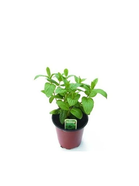 Mentha Nane Fidanı Fidesi 1 Adet 10-20 cm