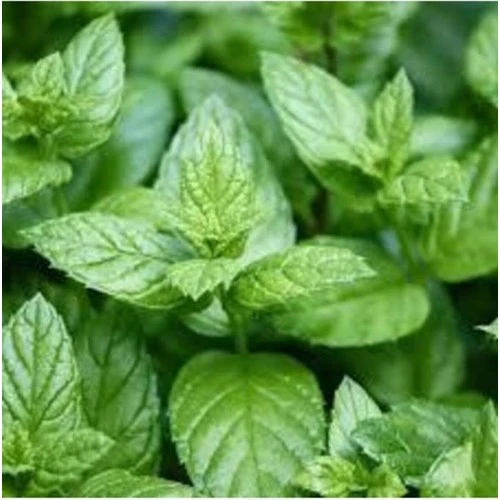 Geniş Yapraklı Yeşil Nane Fidanı 10-20 cm ürün görseli