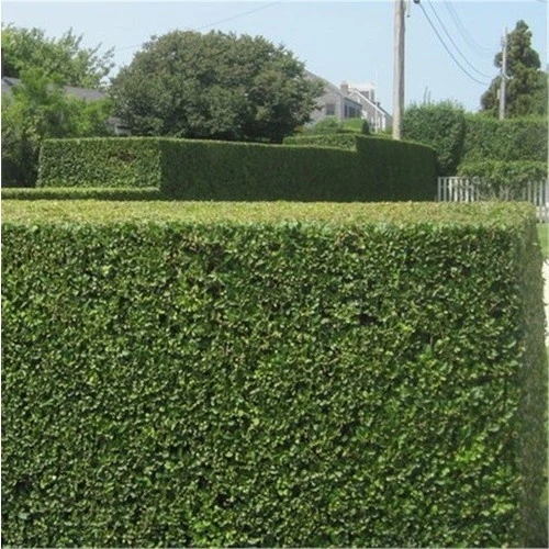 Tüplü Kurtbağrı Fidanı 10-20 Cm