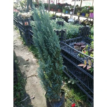 Süsleme İçin Elwoodi Çamı Fidanı 40*60 cm - Resim 3