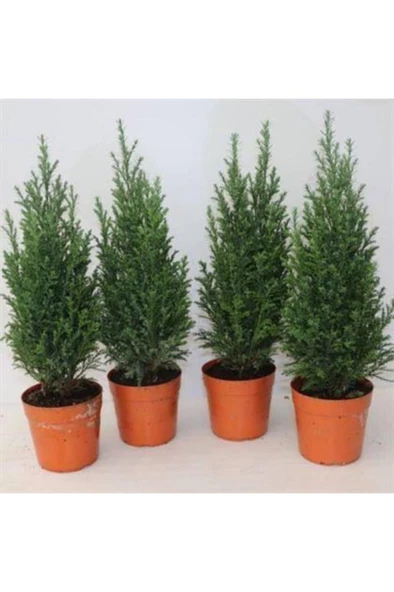 Süsleme İçin Elwoodi Çamı Fidanı 40*60 cm - Resim 6