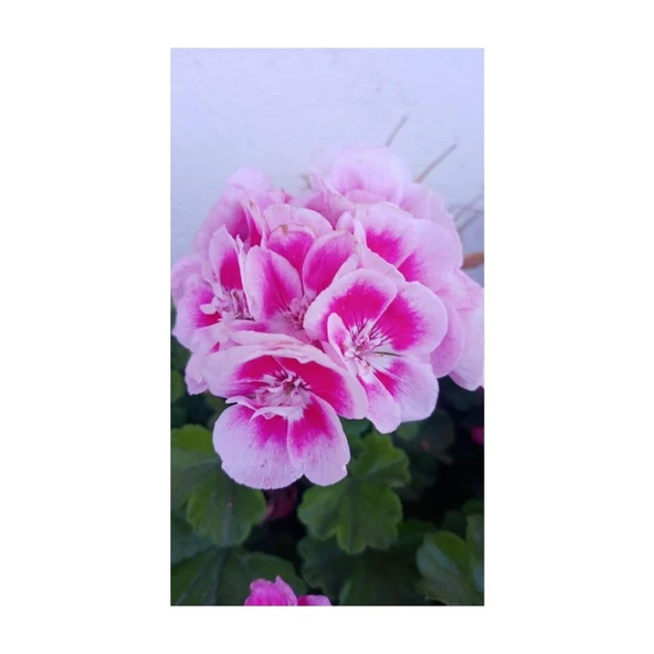Ultra Pembe Beyaz Sardunya Çiçeği Fidesi 10-20 cm - 2