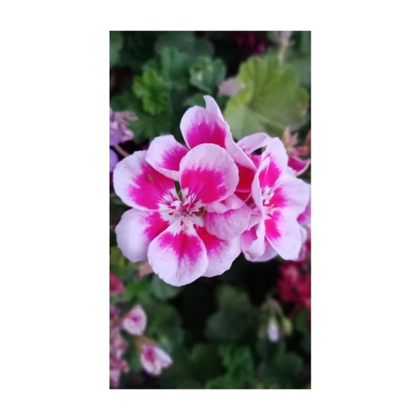 Ultra Pembe Beyaz Sardunya Çiçeği Fidesi 10-20 cm - 4