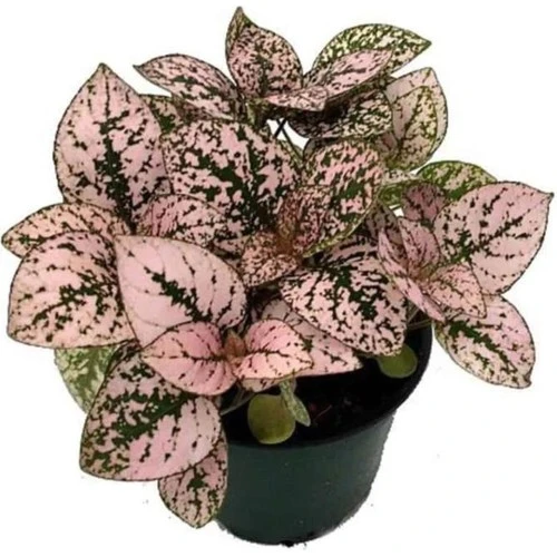 Hostes Çiçeği Hypoestes Çilli Yaprak Çiçeği 3 Adet 10-20 cm - Resim 2