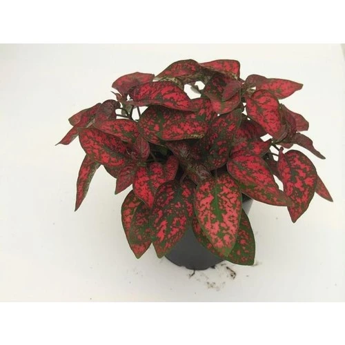Hostes Çiçeği Fidanı Kırmızı 10-20 cm