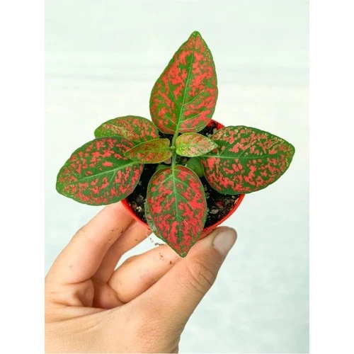 Fittonia Hostes Çiçeği Fidanı Çilli Kırmızı 10-20 cm