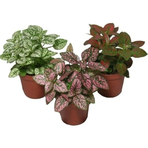 Hostes Çiçeği Hypoestes Çilli Yaprak Çiçeği 3 Adet 10-20 cm