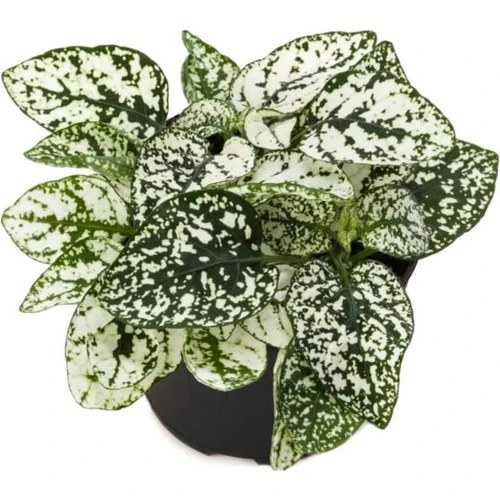 Hostes Çiçeği Hypoestes Çilli Yaprak Çiçeği 3 Adet 10-20 cm - Resim 4