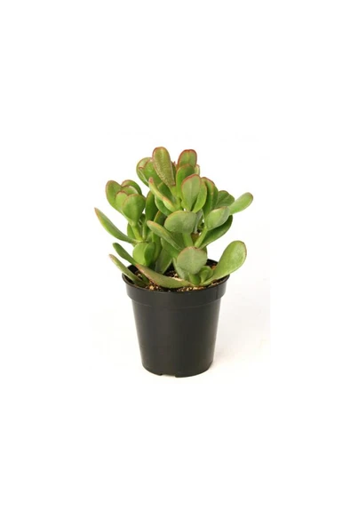 Crassula Para Çiçeği Fidanı 10-20 cm