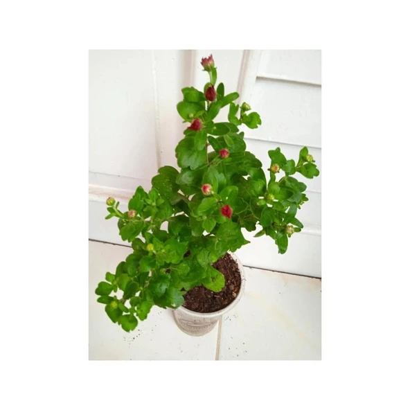 Pembe Krizanthem Çiçeği Fidanı 10-20 cm Pink Dwarf Chrysanthe - 2