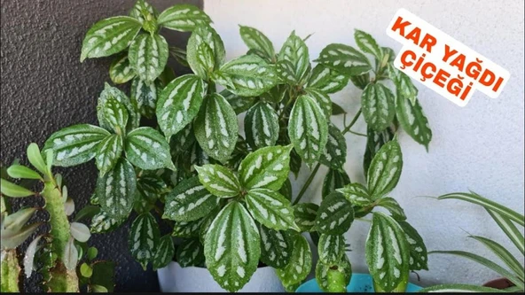 Pilea Cadierei Karyağdı Çiçeği Fidanı  Iç Mekan Bitkisi 10-20 cm - 3