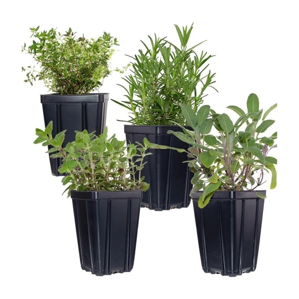 Aromatik Kekik Lavanta Fidanı Ikili Set 10-20 cm