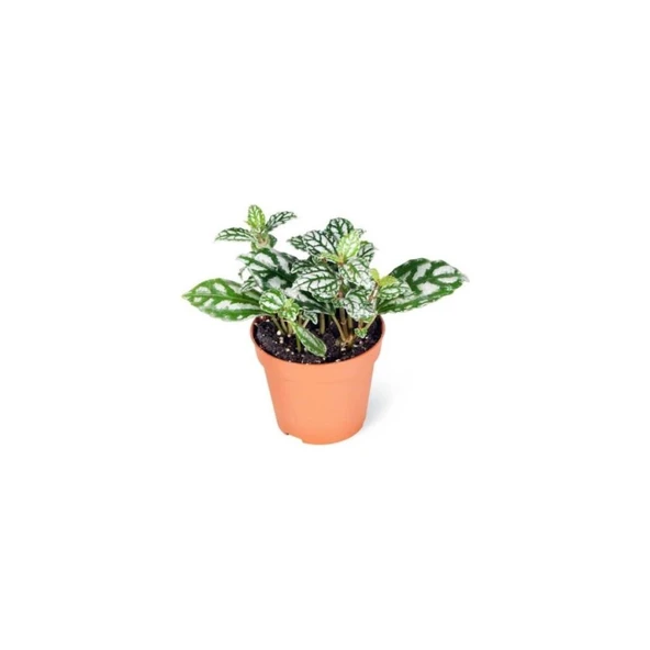 Pilea Cadierei Karyağdı Çiçeği Fidanı  Iç Mekan Bitkisi 10-20 cm - 2