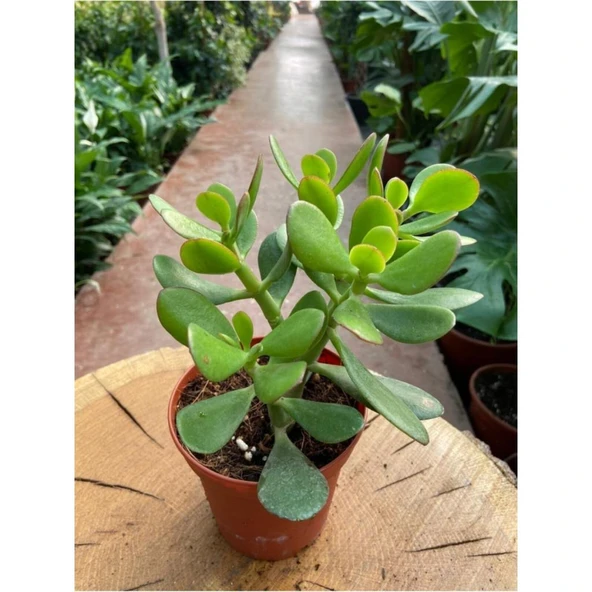 Yerli Üretim Crassula Ovata Para Çiçeği Fidanı 10-20 cm - Resim 2
