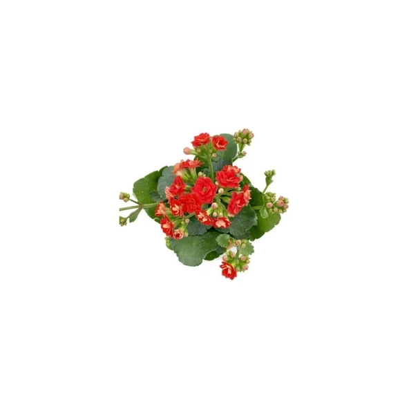 Kalanchoe Kalanşo Çiçeği Fidanı Kırmızı 10-20 cm ürün görseli