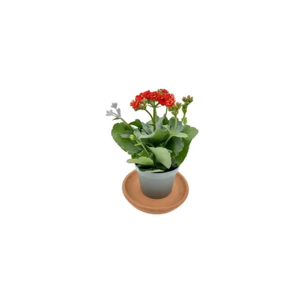 Kalanchoe Kalanşo Çiçeği Fidanı Kırmızı 10-20 cm - Resim 2