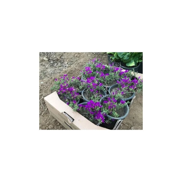 Acem Halısı Çiçeği Fidanı 10-20 cm - Resim 4