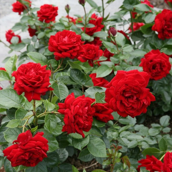 Kırmızı Gül Fidani 10-20 cm - Resim 4