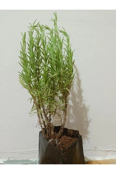 Saksılı Biberiye Fidesi Fidanı 1 Adet 10-20 cm - Resim 5