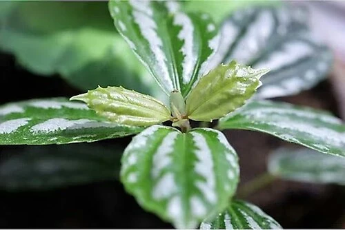 Pilea Cadierei Karyağdı Çiçeği Fidanı  Iç Mekan Bitkisi 10-20 cm - 4
