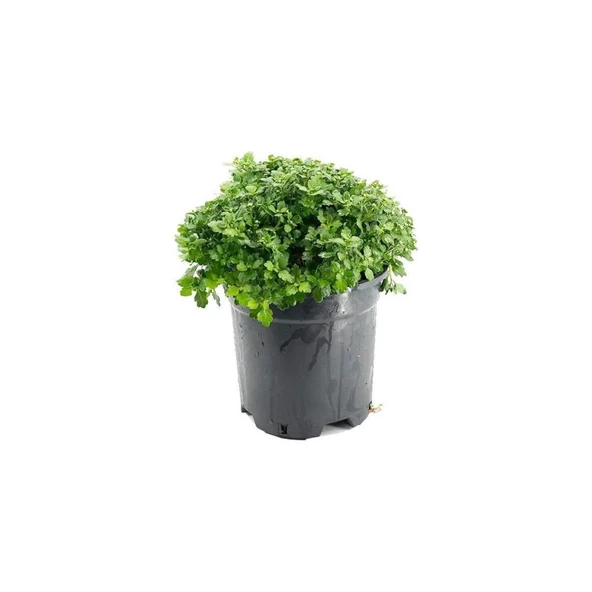 Pembe Krizanthem Çiçeği Fidanı 10-20 cm Pink Dwarf Chrysanthe