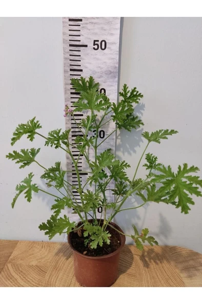 Itır Çiçeği Fidanı Hoş Kokulu Iç Ve Dış Mekan Bitkisi 10-20 Cm - 3