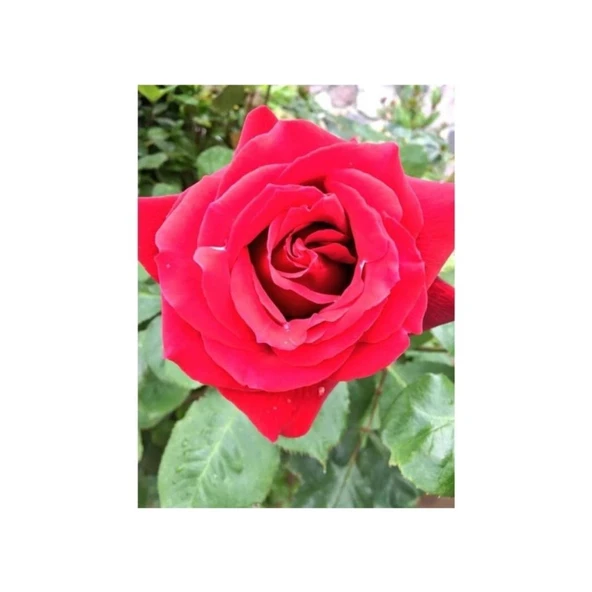 Kırmızı Gül Fidani 10-20 cm - Resim 2