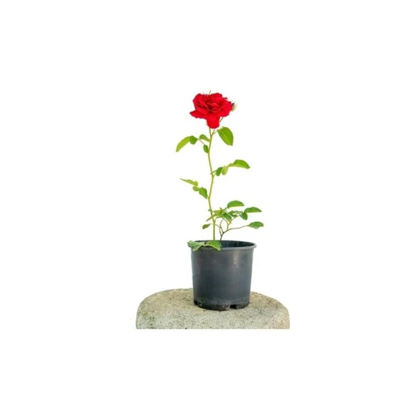 Yerli Üretim Kırmızı Gül Fidanı 10-20 cm