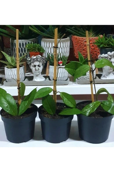 Mum Çiçeği Fidanı Hoya Carnosa 1 Adet - Resim 2