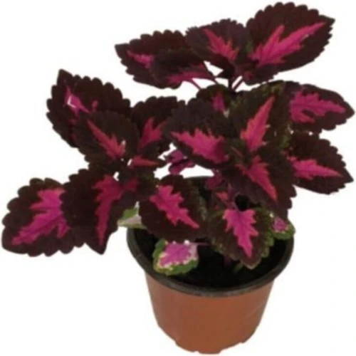 Yaprak Güzeli Kolyos Çiçeği Fidanı 10-20 cm ürün görseli