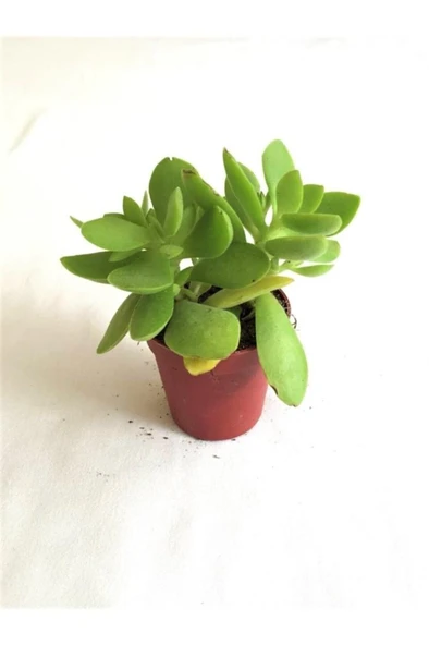 Crassula Ovata Para Şans Çiçeği Fidanı 10-20 cm ürün görseli