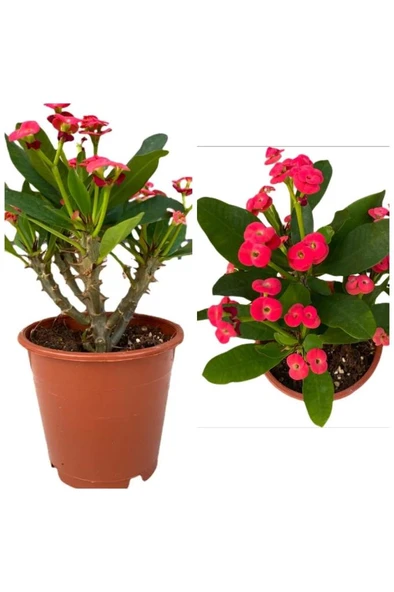 Orta Boy Dikenler Tacı Çiçeği Fidanı 10-20 cm - Resim 4