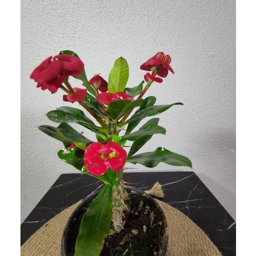 Efhorbia-Dikenler Tacı Çiçeği Fidanı Kırmızı 10-20 cm - Resim 2