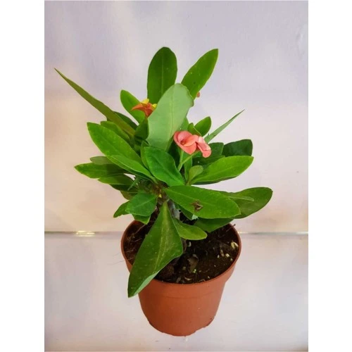 Dikenler Tacı Euphorbia Milli Fidanı 10-20 cm - 2