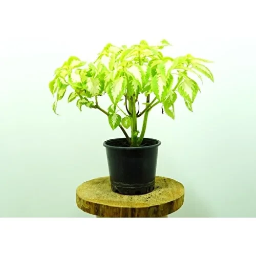 Yaprağı Güzel Coleous Çiçeği Fidanı 10-20 cm - Resim 2