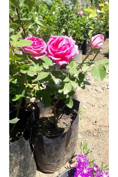 Gerçek Isparta Gülü Fidanı 10-20 cm ürün görseli