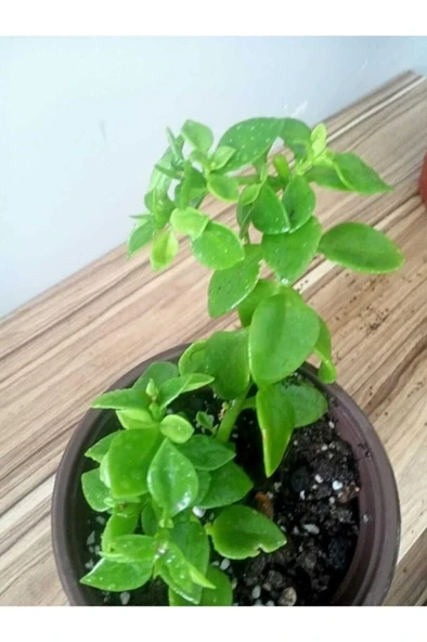 Kabir Çiçeği Buz Çiçeği Fidanı 10-20 cm - Resim 3