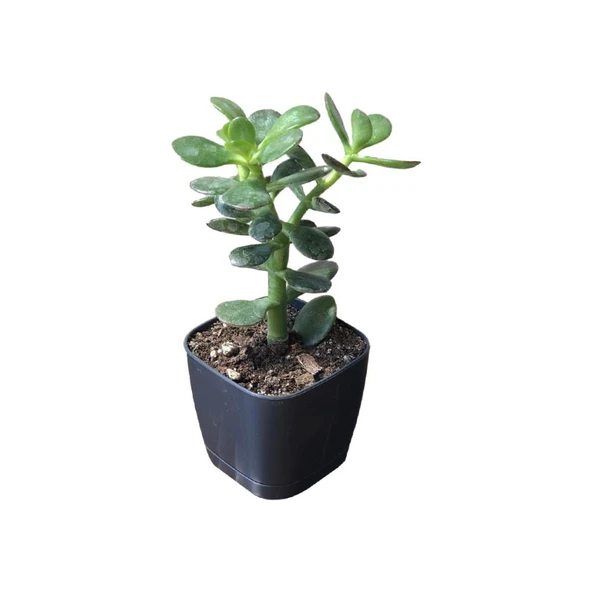 Para Ağacı Çiçeği Fidanı Kaktüs Sukulent 10-20 cm