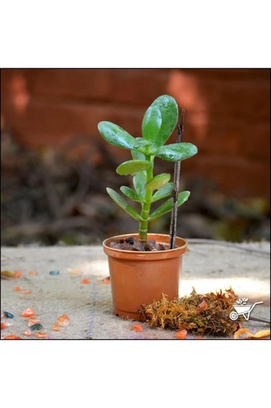 Crassula Ovata Para Çiçeği Fidanı Şans Çiçeği 10-20 cm - Resim 2