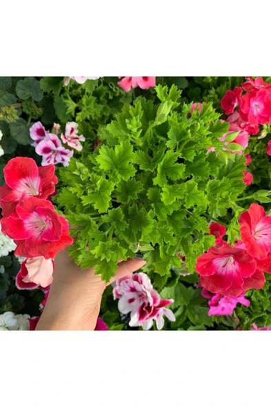 Ceylan Gözü Sardunya Fidanı Alaca Beyaz 10-20 cm