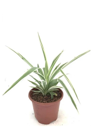Kurdele Çiçeği Fidanı 10-20 cm