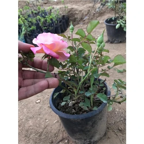 Yediveren Pembe Gül Fidesi Fidanı 15-25 cm