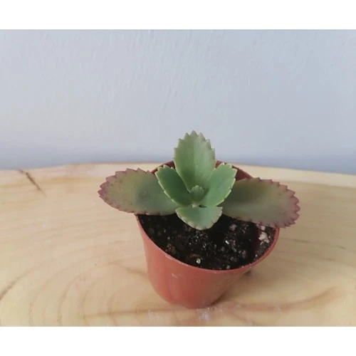 Aşkın Gözyaşı - Kalonche Daigremontiana Fidanı 10-20 cm