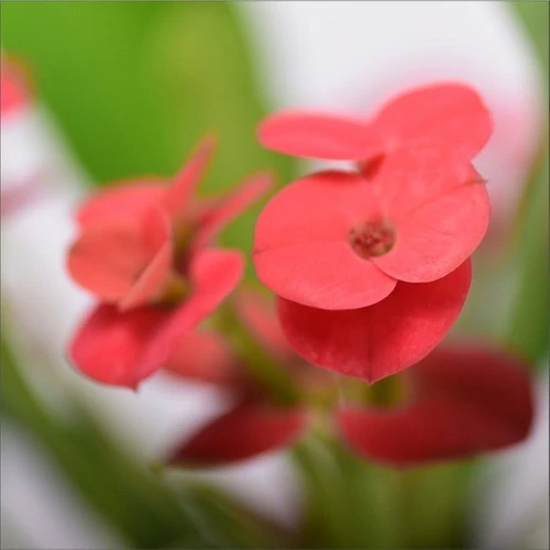 Eforbia Dikenler Tacı Fidanı Kırmızı 10-20 cm - Resim 2