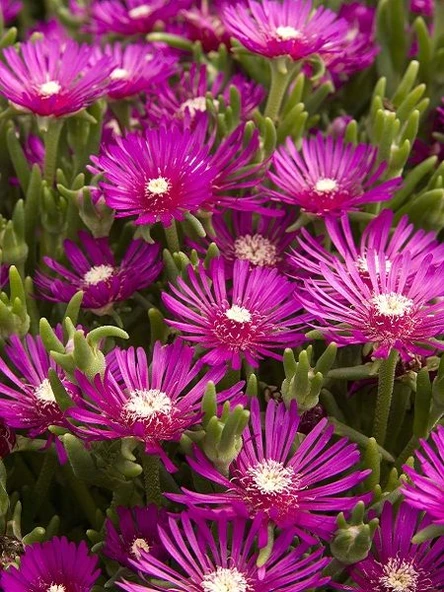 Yer Örtücü Acem Halısı Çiçeği Fidanı Canlı Çiçek 10-20 cm - Resim 3