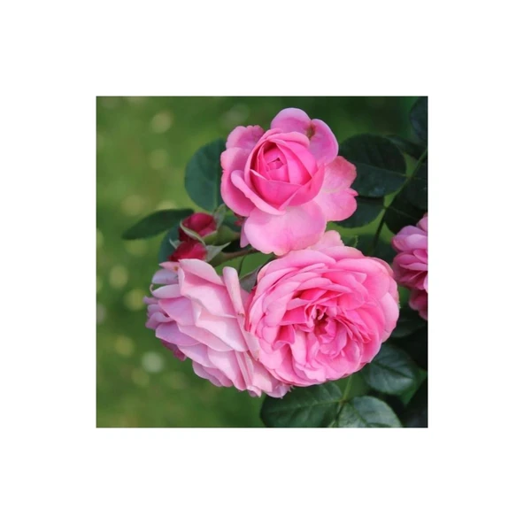 Isparta Gül Fidanı Yediveren - Kokulu 10-20 cm - Resim 2