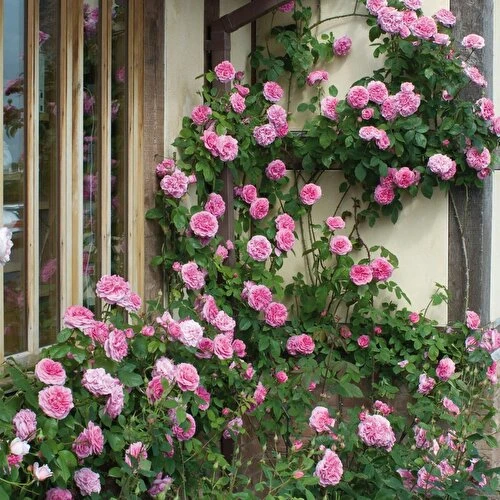 Sarmaşık Isparta Gülü Fidanı Saksılı 10-20 cm