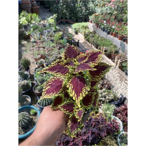 Yaprağı Güzel Fidanı (Kolyos) Saksı Çiçeği 10-20 cm - Resim 4