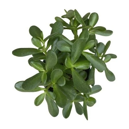 Crassula Ovata Para Çiçeği Bitkisi Fidanı 10-20 cm - Resim 2